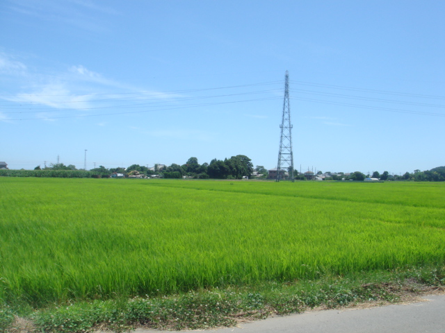 7月11日田んぼ２