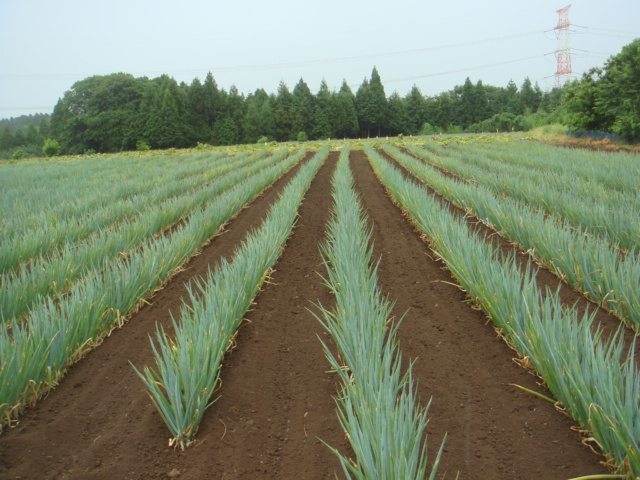 7月19日撮影畑