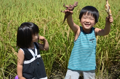 田んぼで